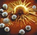 T cells attacking cancer cells